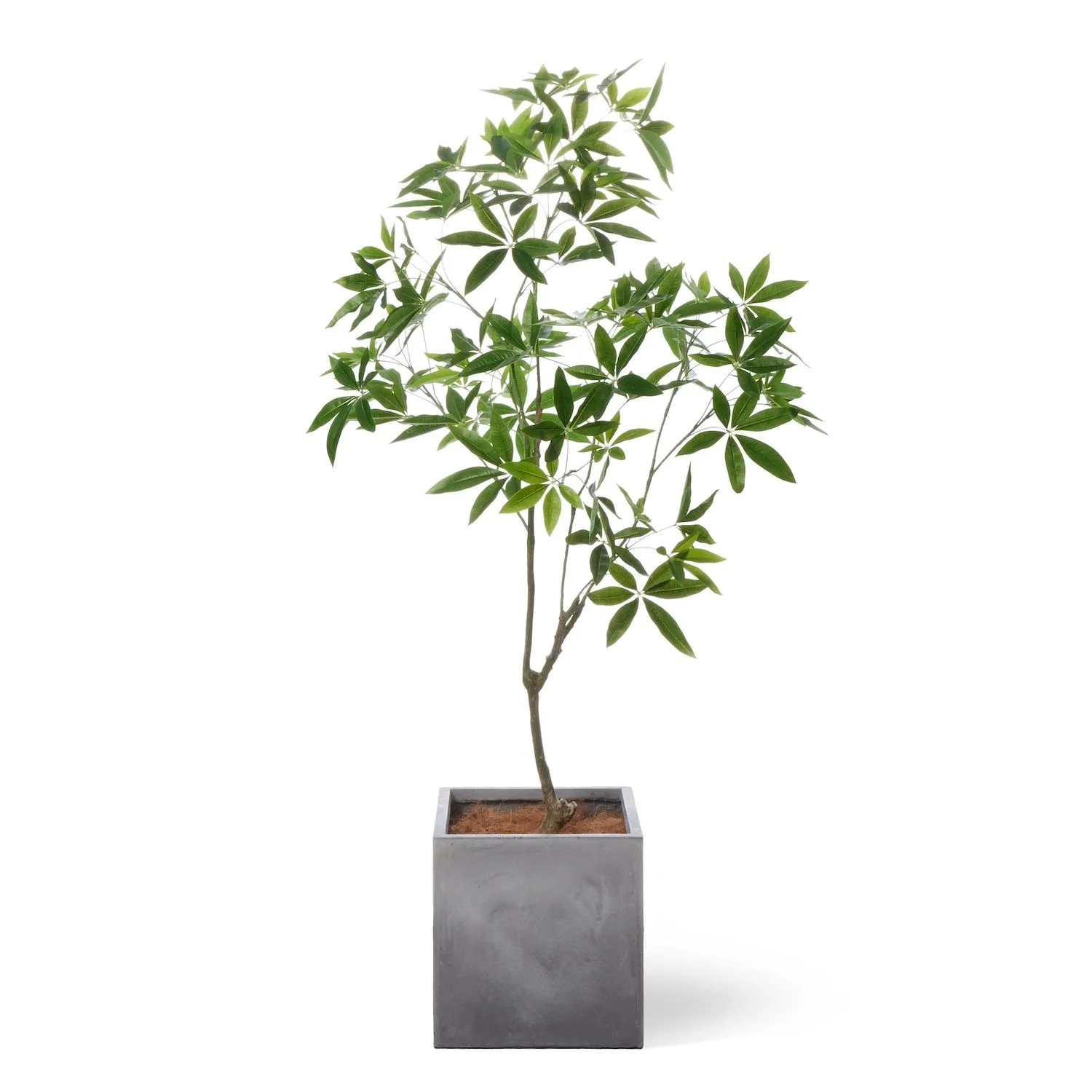 レンタルグリーン｜大型プラン