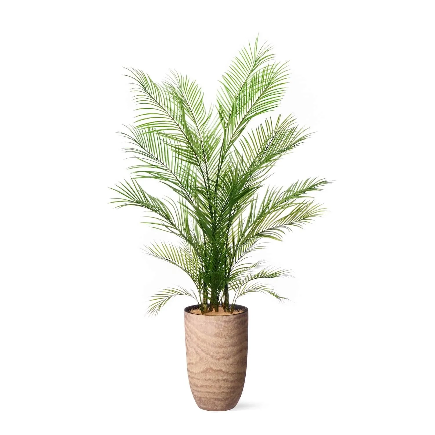 レンタルグリーン｜大型プラン