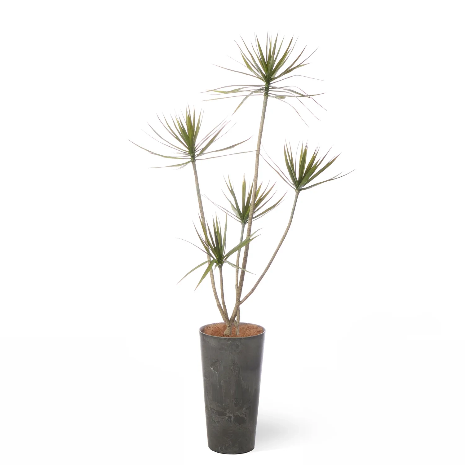 レンタルグリーン｜大型プラン