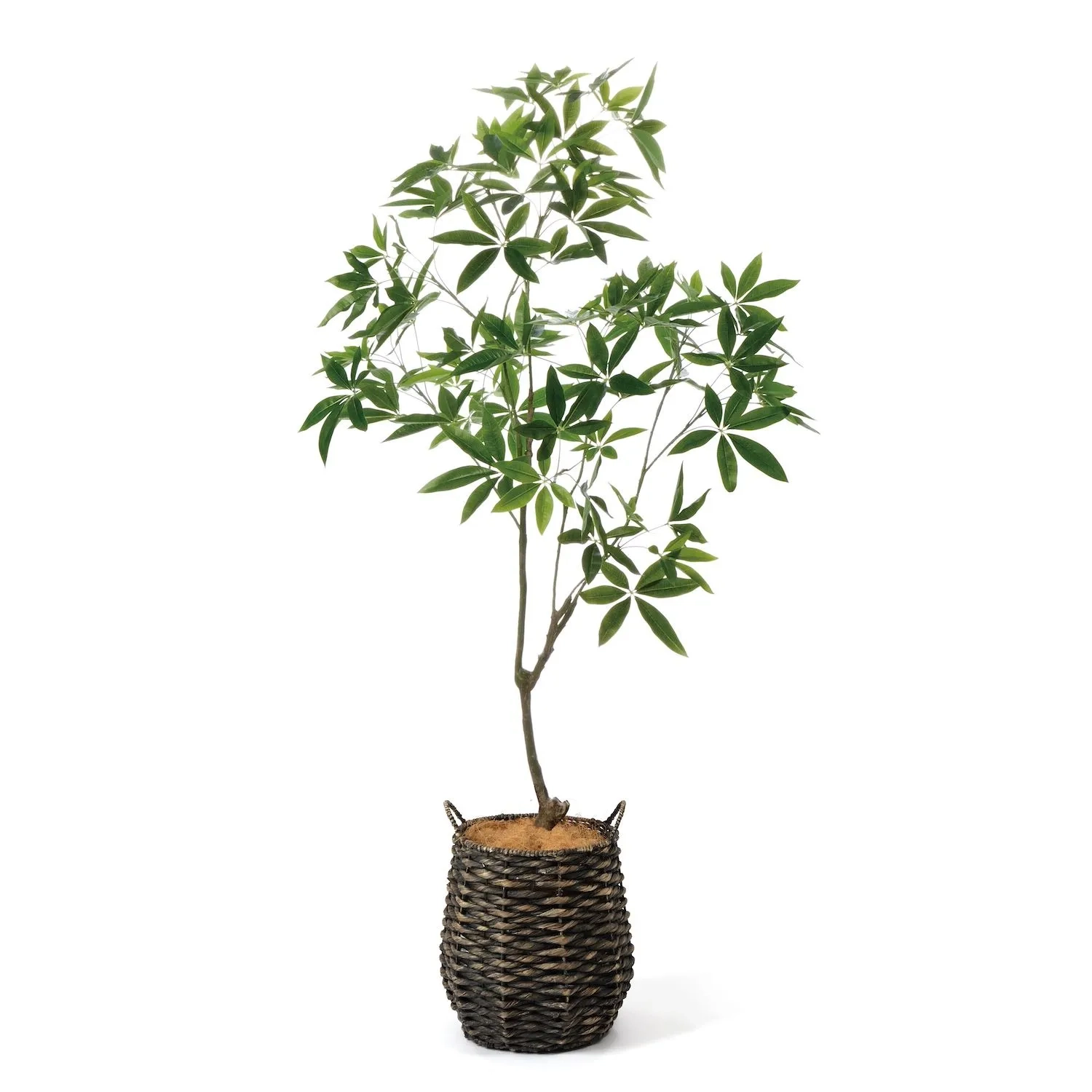 レンタルグリーン｜大型プラン