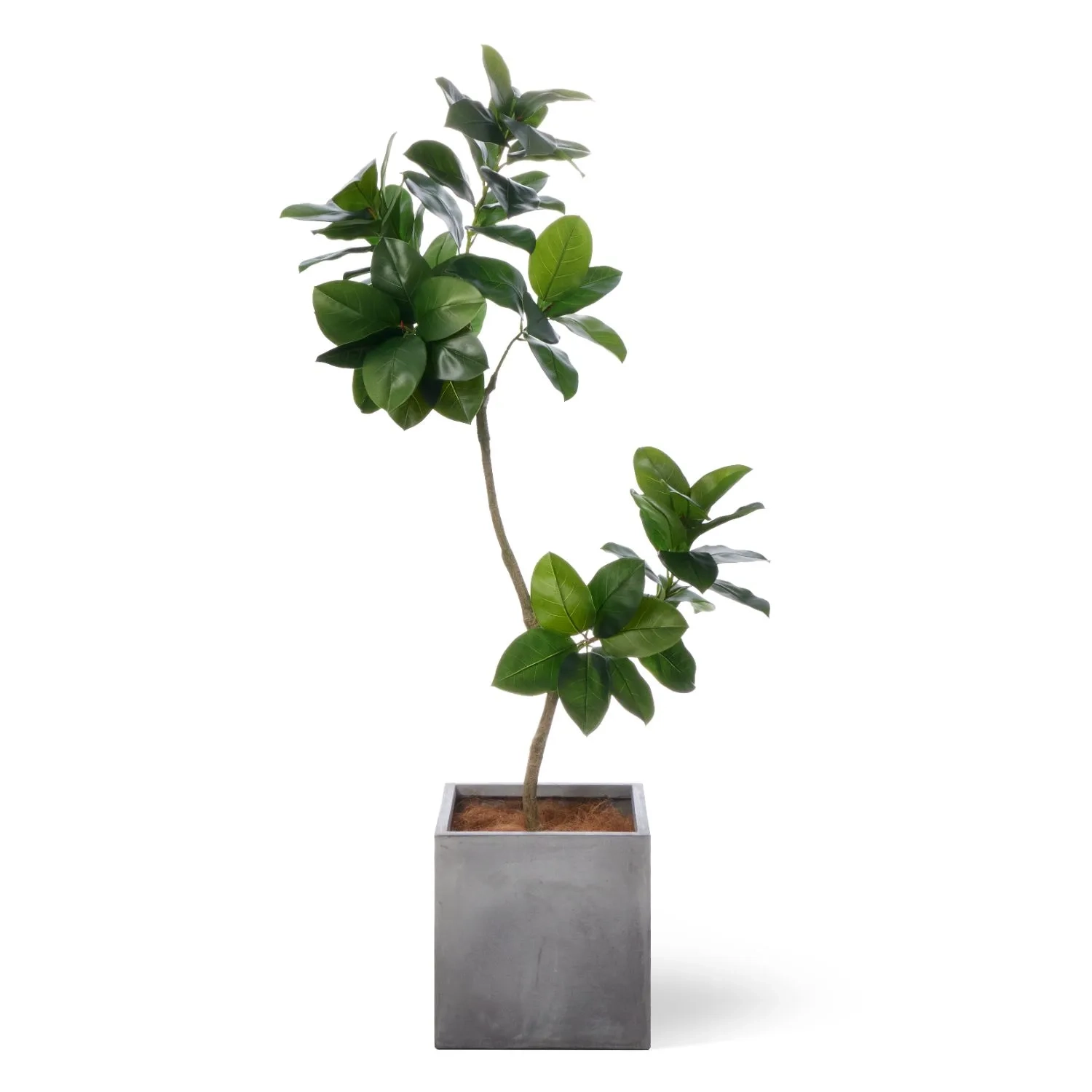 レンタルグリーン｜大型プラン