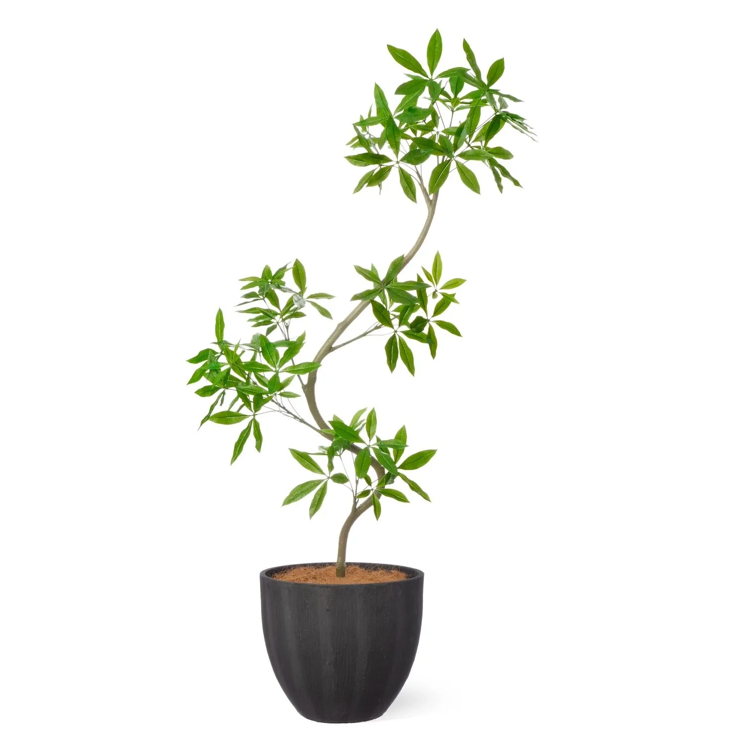 レンタルグリーン｜大型プラン