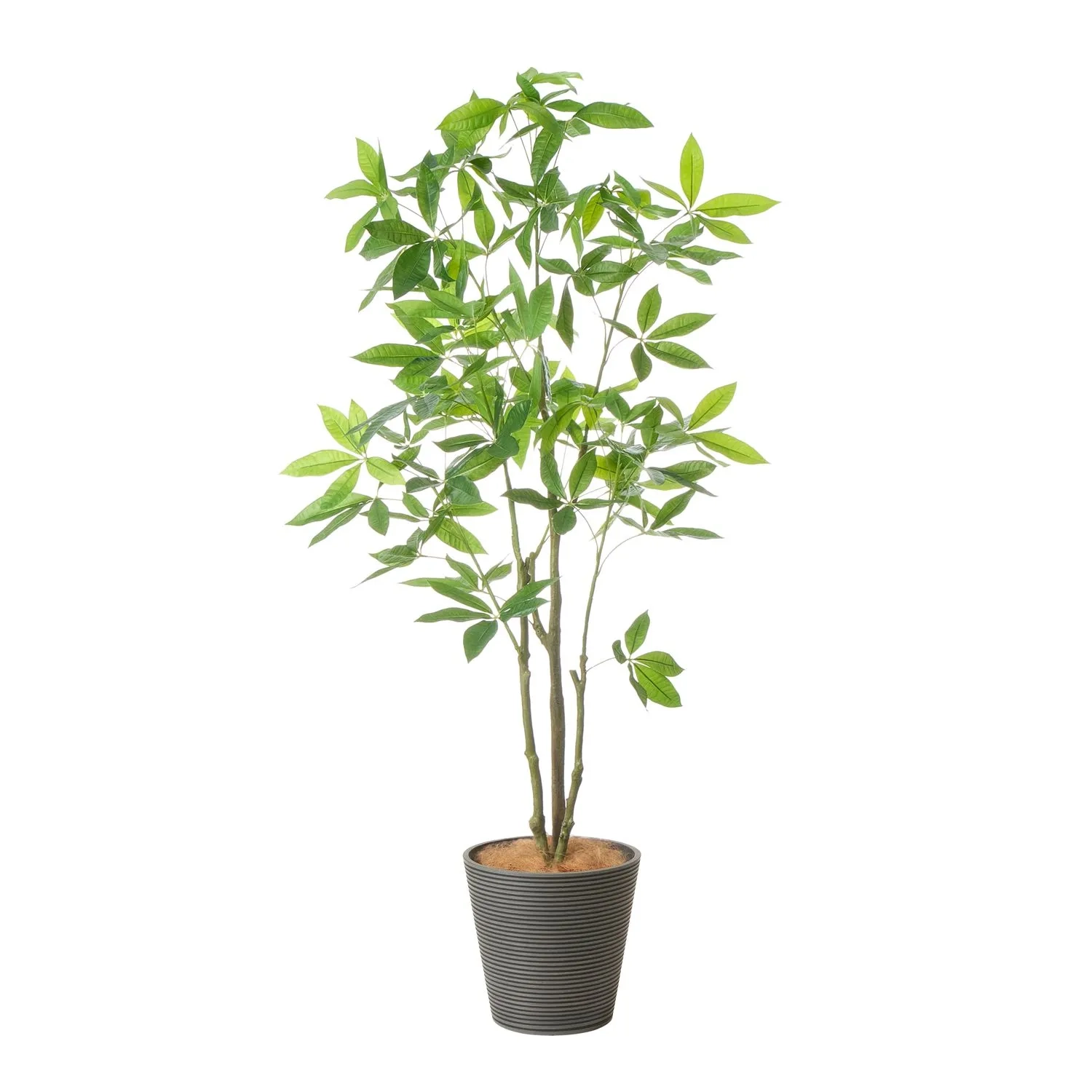 レンタルグリーン｜中型サイズ