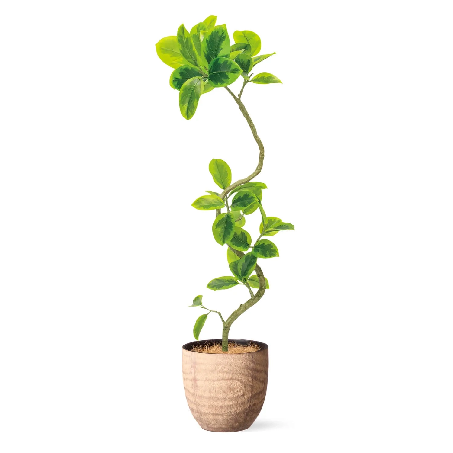 レンタルグリーン｜中型サイズ