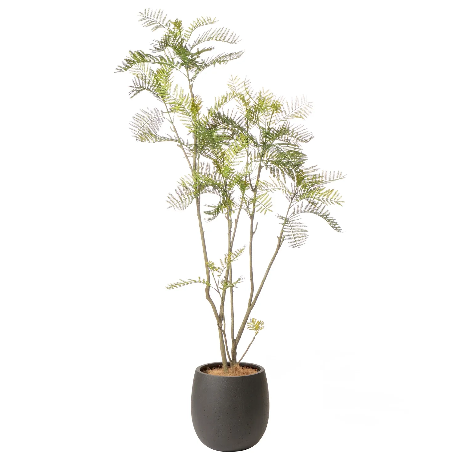 レンタルグリーン｜中型サイズ