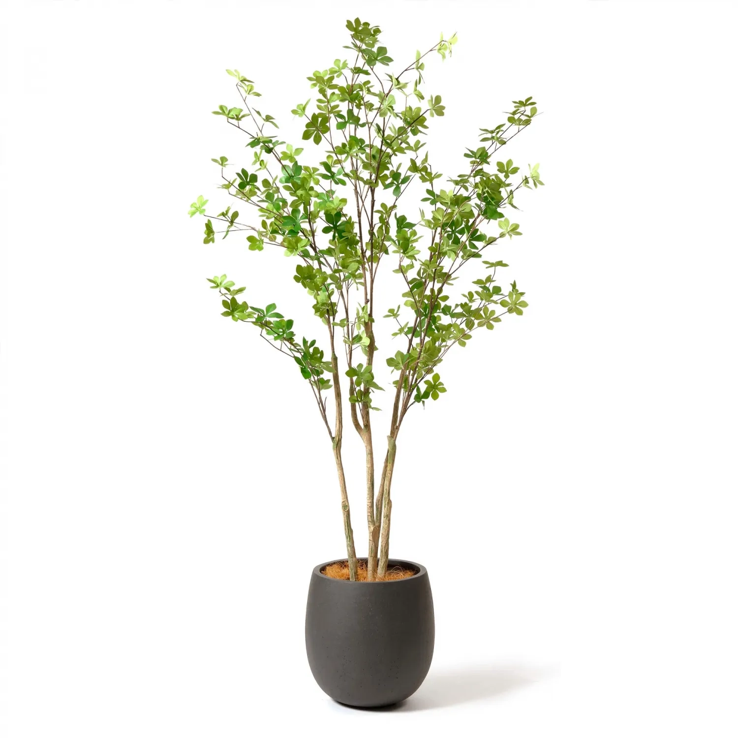 レンタルグリーン｜中型サイズ