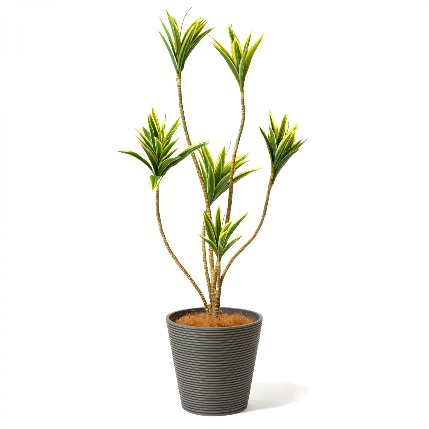 レンタルグリーン｜中型サイズ