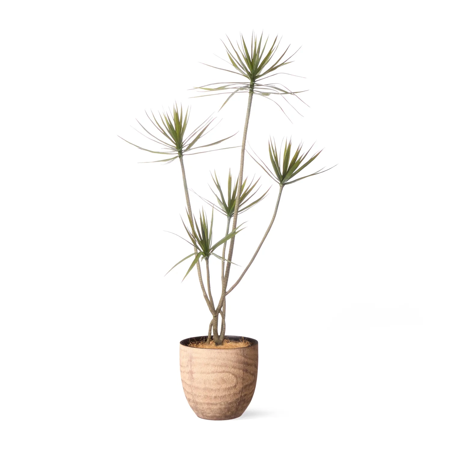 レンタルグリーン｜中型サイズ