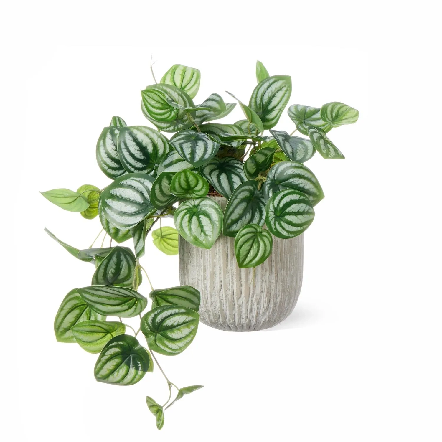 レンタルグリーン｜小型サイズ