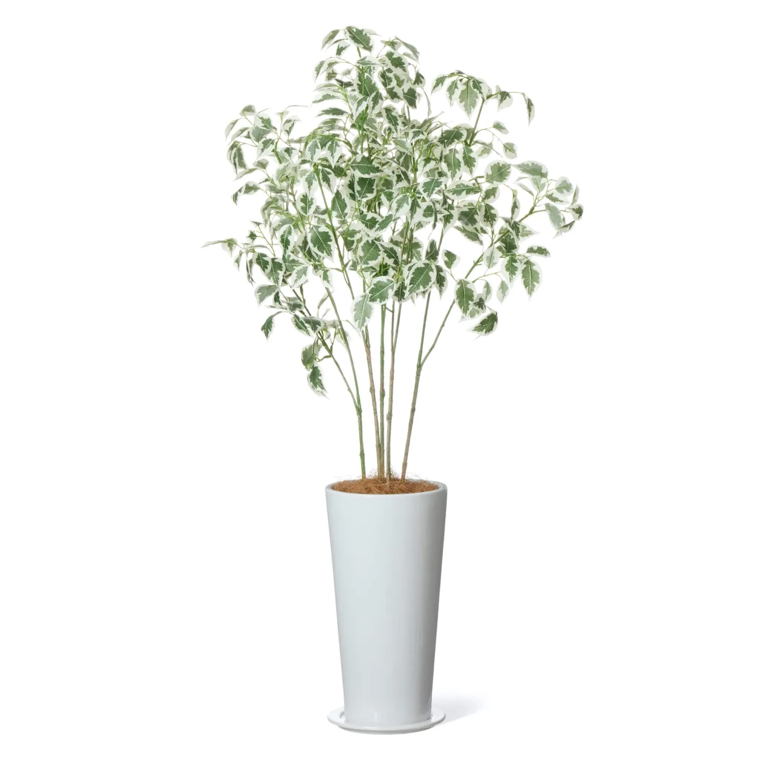 レンタルグリーン｜小型サイズ