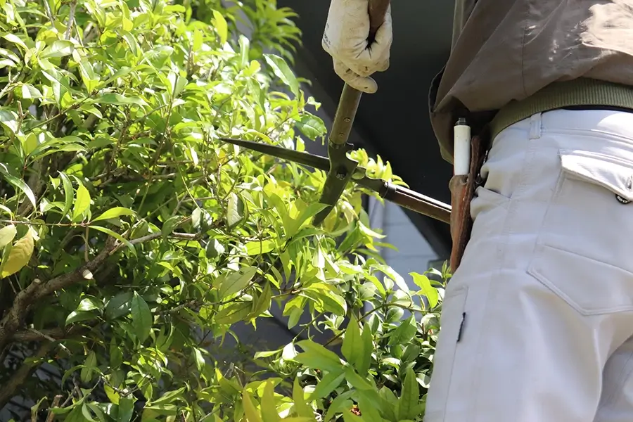 樹木の健康と景観を守る、的確な剪定