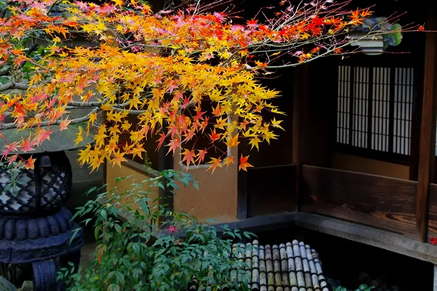 四季と樹種に寄り添った、剪定のタイミング