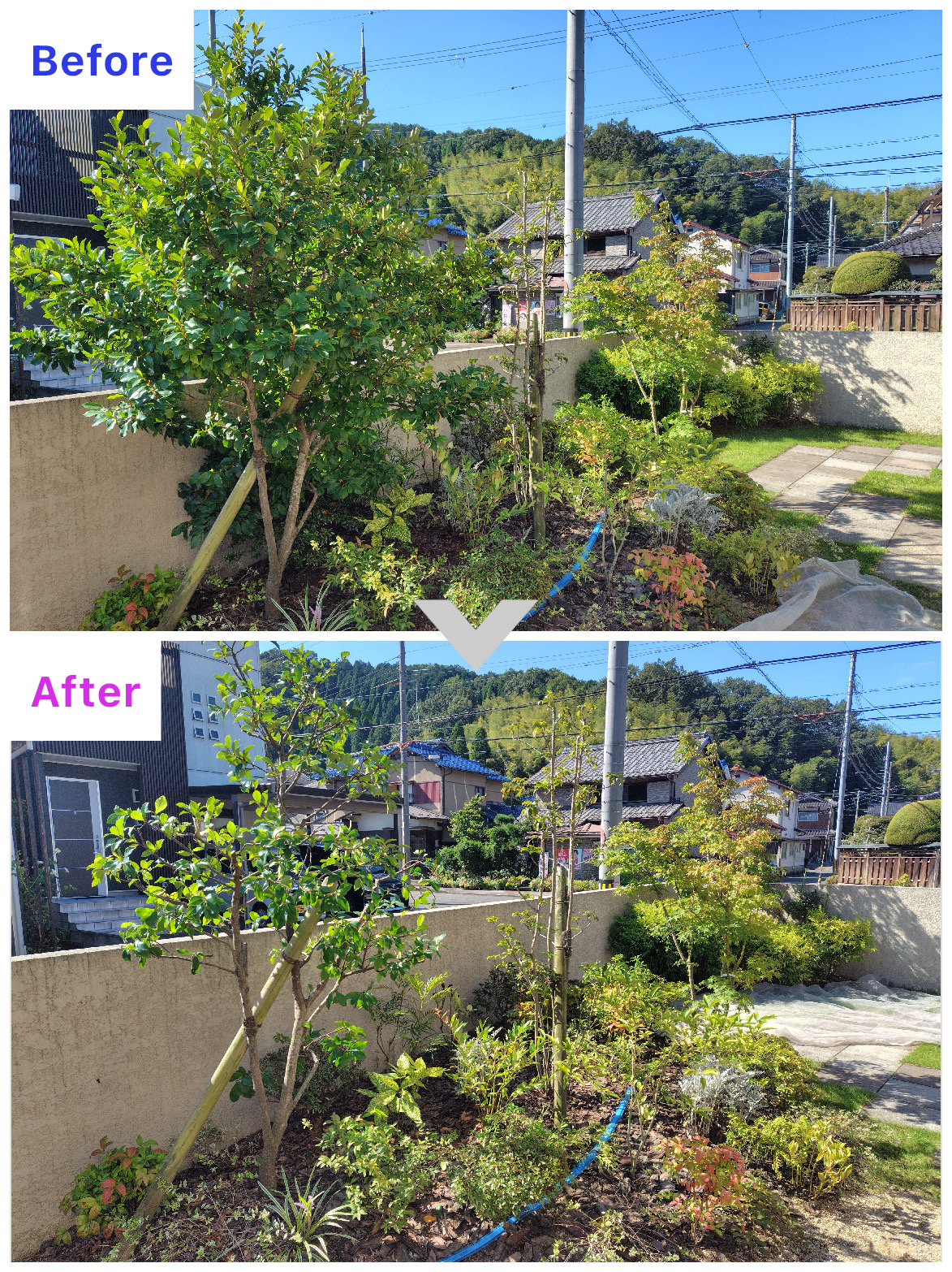 舞鶴市｜Ｔ工務店様　展示場の剪定