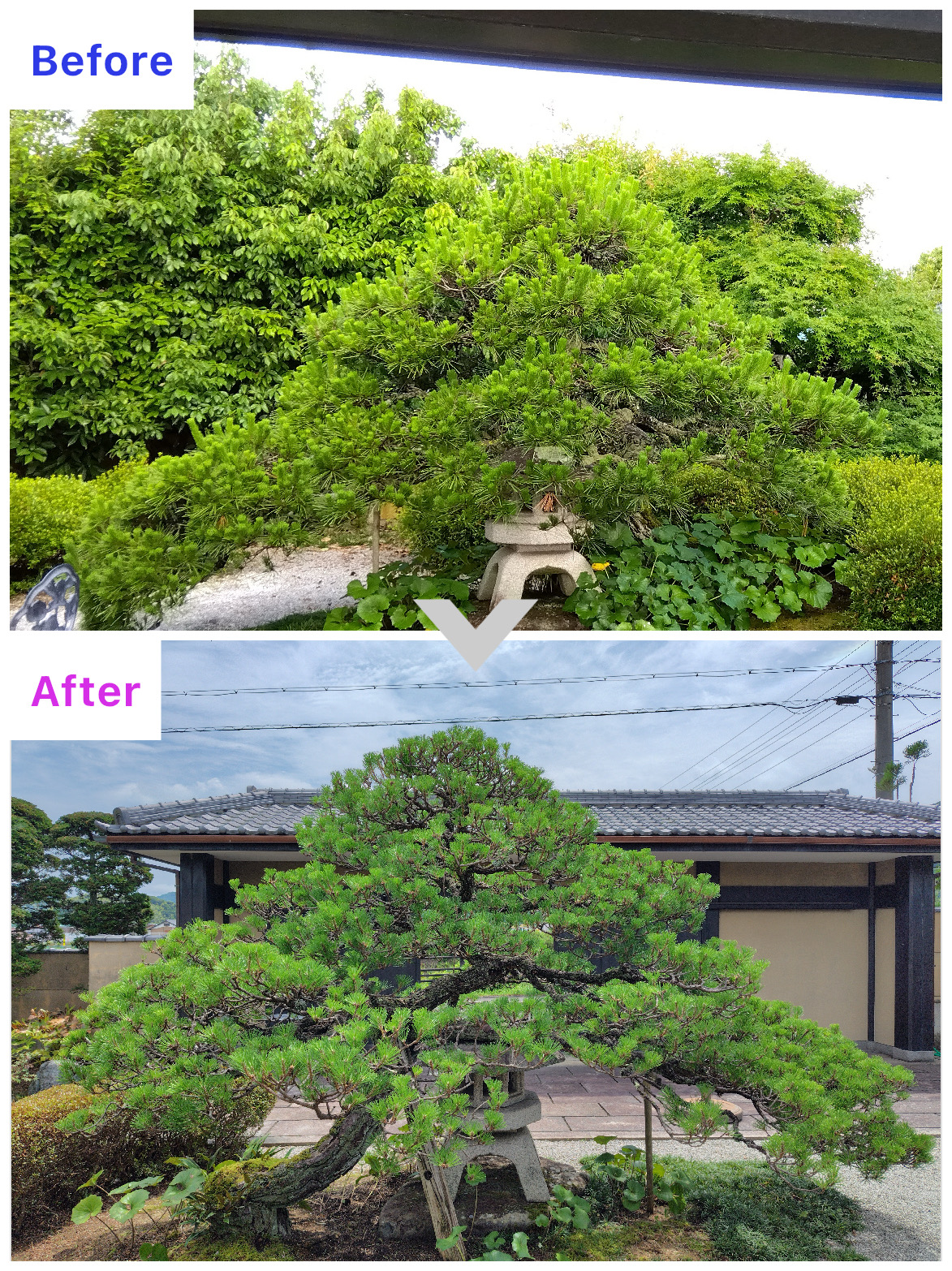舞鶴市｜Ｉ様邸　お庭剪定