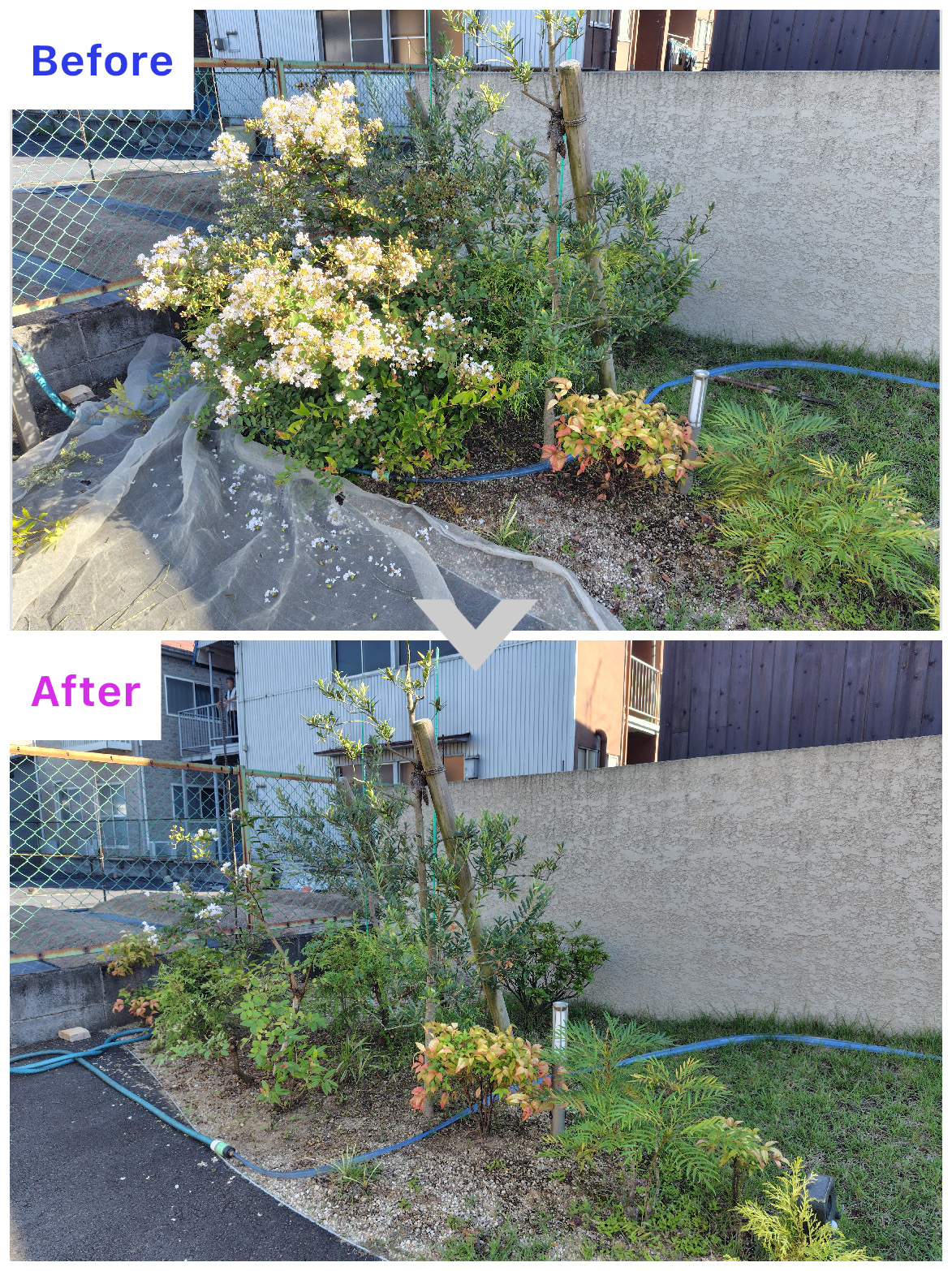 舞鶴市｜Ｔ工務店様　展示場の剪定