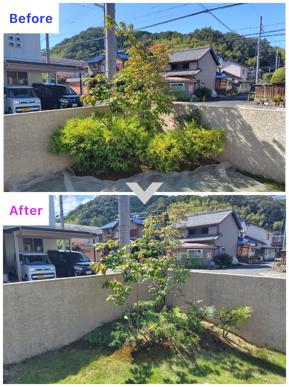 舞鶴市｜Ｔ工務店様　展示場の剪定